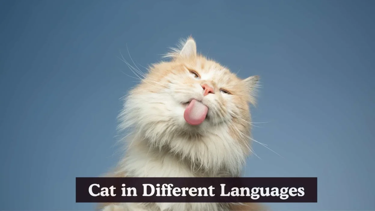 Cat in Different Languages