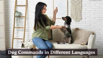 Dog Commands in Different Languages