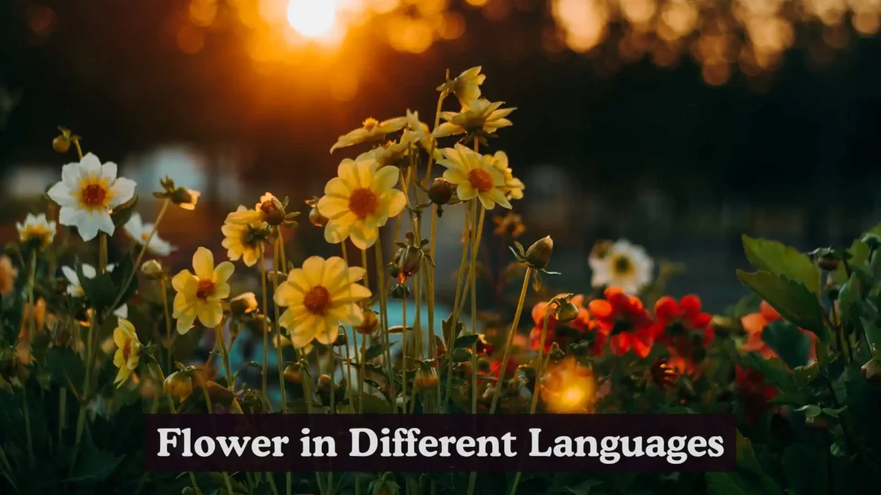 Flower in Different Languages