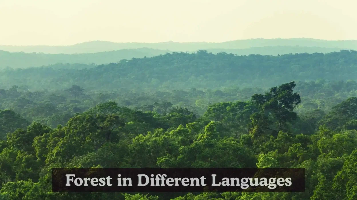 Forest in Different Languages