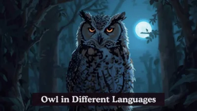 Owl in Different Languages
