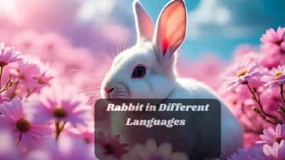 Rabbit in Different Languages