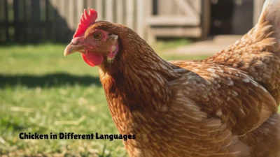 Chicken in Different Languages